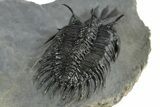 Short Trident Walliserops Trilobite - Timrzit, Morocco #350516-4